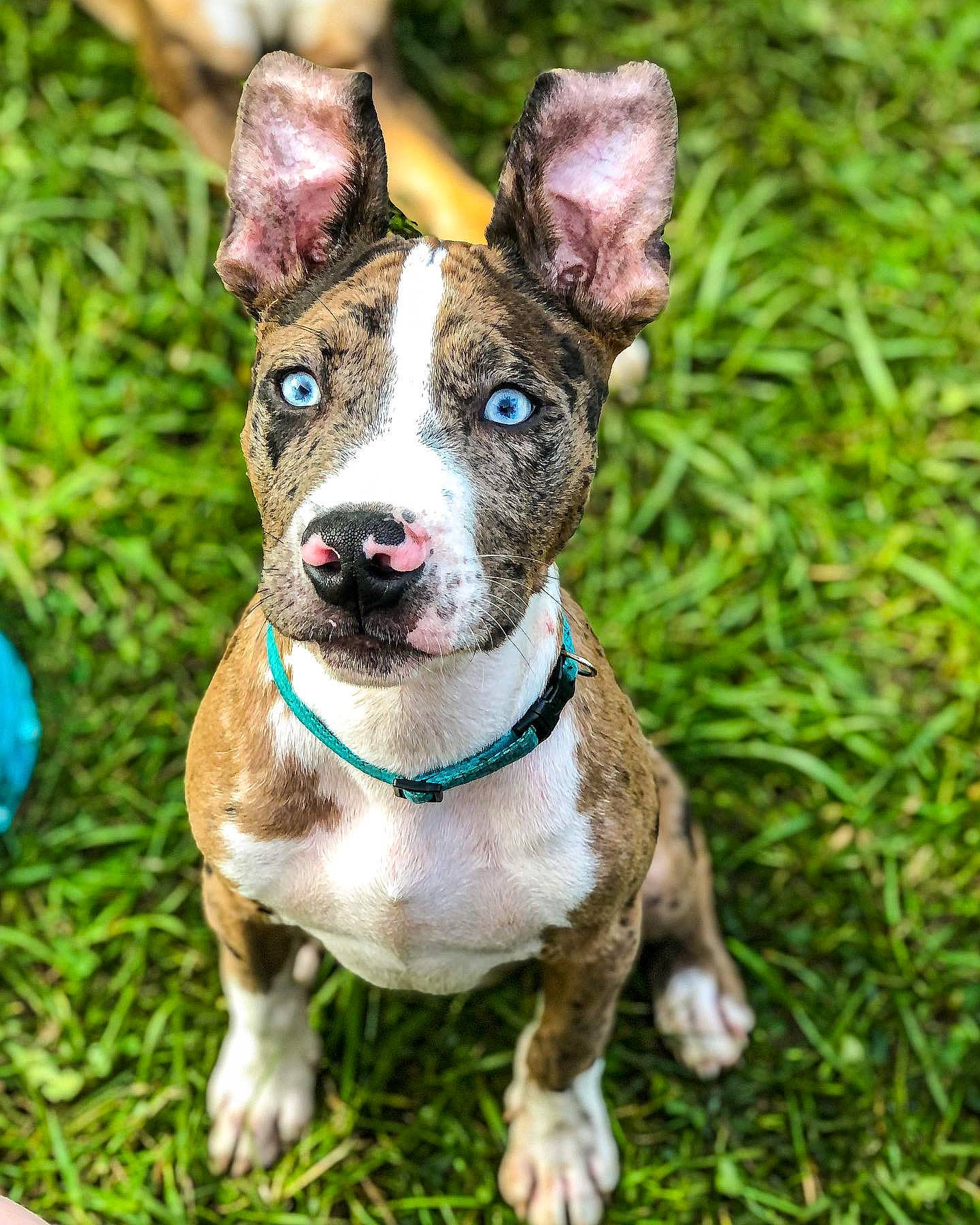 Doc joined the competition — help win amazing prizes! ancient_dog_breeds, canidae, carnivore, collar, companion_dog, dog, dog_breed, dog_collar, dog_supply, fashion_accessory, fawn, grass, leash, non_sporting_group, pet_supply, snout, sporting_group, terrestrial_animal, whiskers, working_animal