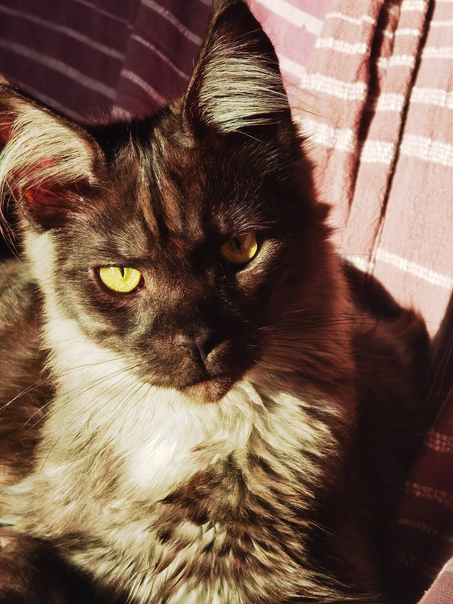 Ramses participe au concours pour gagner de l'argent avec cette photo : black_cat, carnivore, cat, domestic_short_haired_cat, felidae, fur, mammal, small_to_medium_sized_cats, snout, tail, terrestrial_animal, whiskers