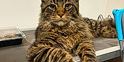 Stan is registered to the contest to win money with this photo: cat, tabby, fluffy, pet, indoor, feline, relaxed, laying, paws, fur, face, ears, whiskers, animal, domestic, cute, looking, resting, home, metal_surface