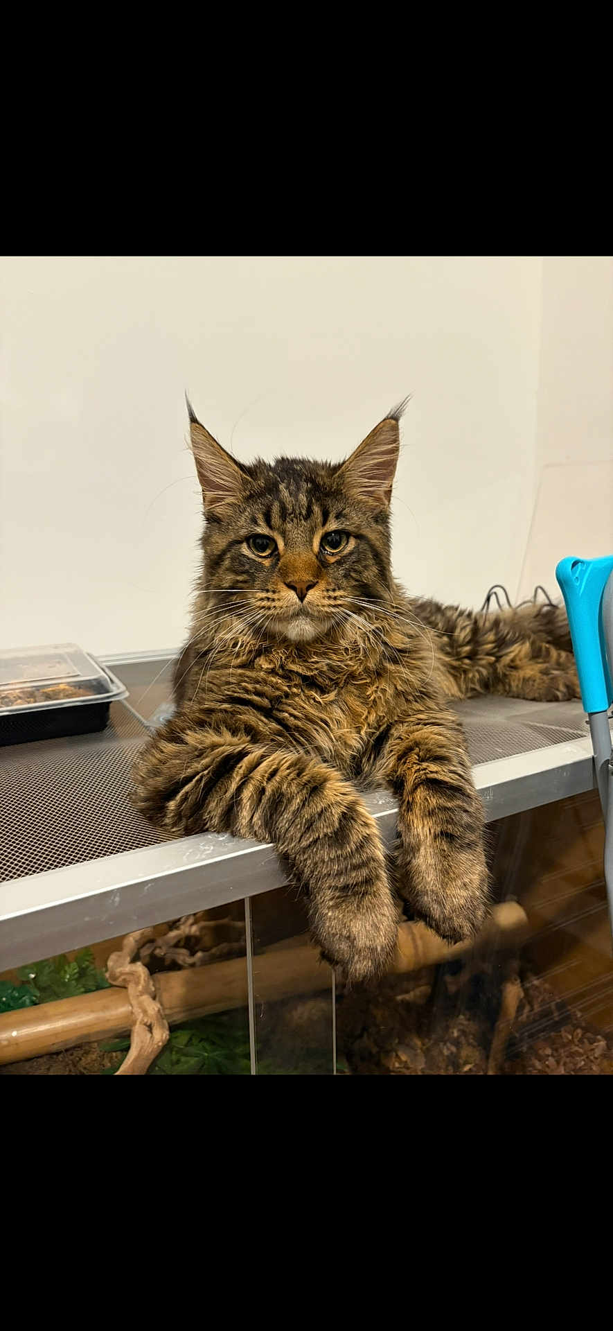 Stan is registered to the contest to win money with this photo: cat, tabby, fluffy, pet, indoor, feline, relaxed, laying, paws, fur, face, ears, whiskers, animal, domestic, cute, looking, resting, home, metal_surface