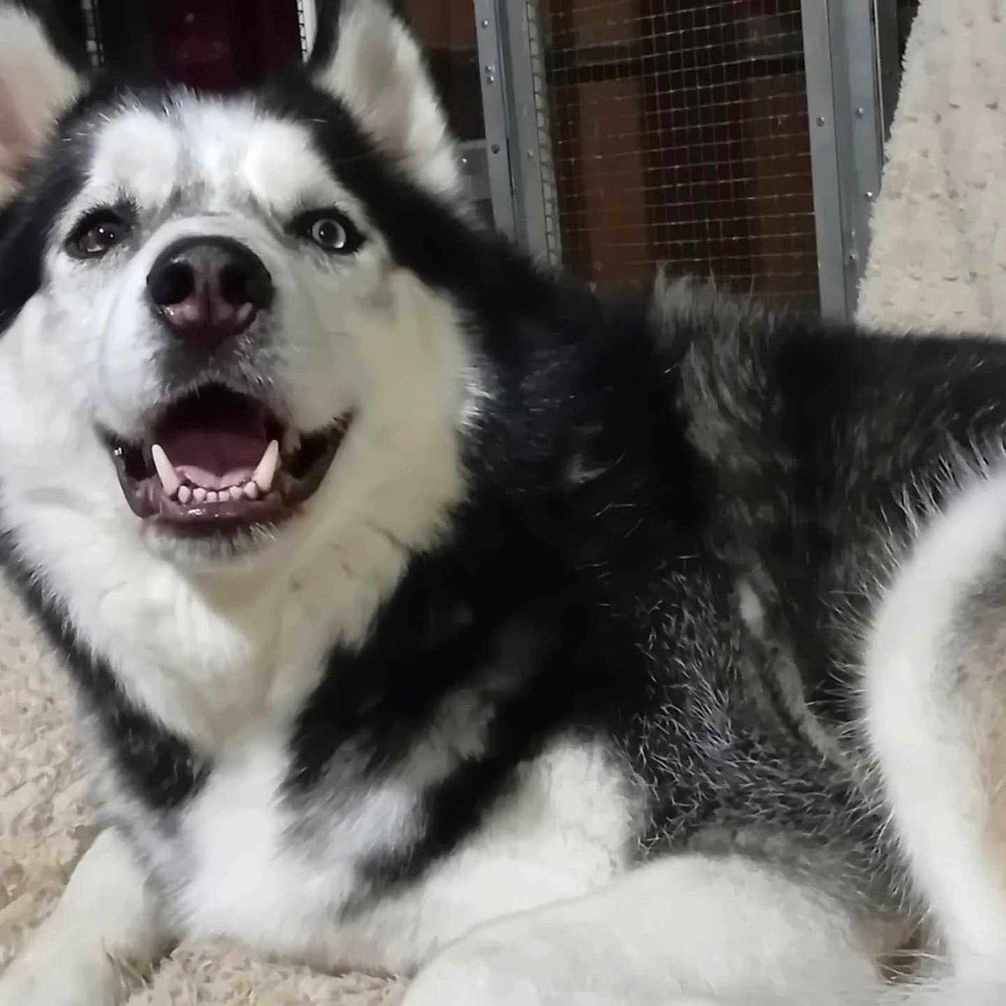 Dick participe au concours pour gagner de l'argent avec cette photo : animal, canine, cat, dog, eskimodog, husky, pet, puppy