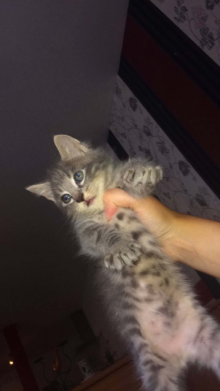 Mistigri a rejoint le concours — aidez-le/la à gagner de superbes lots ! box, carnivore, cat, claw, darkness, domestic_short_haired_cat, felidae, fur, paw, small_to_medium_sized_cats, snout, tail, whiskers