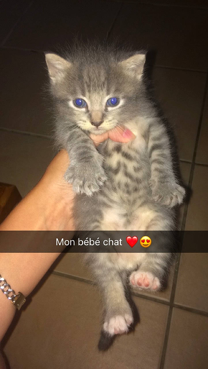 Mistigri participe au concours pour gagner de l'argent avec cette photo : carnivore, cat, claw, comfort, domestic_short_haired_cat, door, felidae, foot, fur, gesture, jewellery, paw, photo_caption, sitting, small_to_medium_sized_cats, snout, tail, whiskers