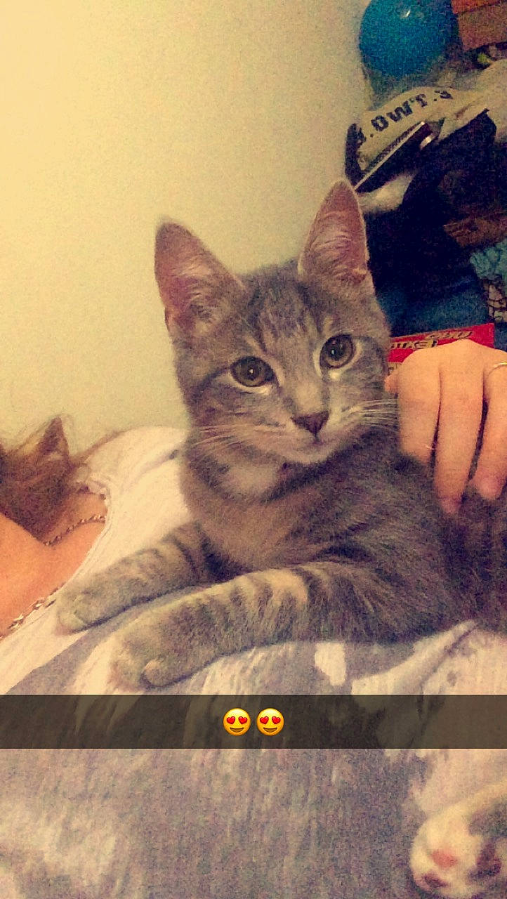 Mistigri a rejoint le concours — aidez-le/la à gagner de superbes lots ! box, carnivore, cat, display_device, domestic_short_haired_cat, felidae, fur, gadget, paw, photo_caption, sitting, sleeve, small_to_medium_sized_cats, square, t_shirt, vertebrate, visual_arts, whiskers