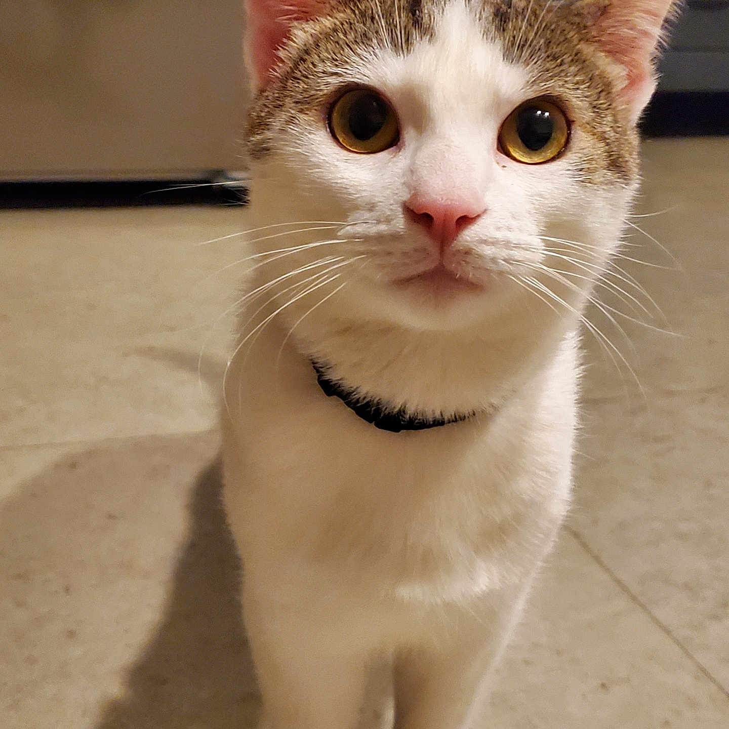 Voli a rejoint le concours — aidez-le/la à gagner de superbes lots ! abyssinian, accessories, animal, cat, hardwood, kitten, leash, manx, pet, siamese, strap, wood
