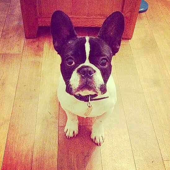 Loki