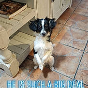 Thumper joined the competition — help win amazing prizes! dog, small_dog, black_and_white, indoor, tile_floor, wooden_cabinet, pet, sitting, looking_at_camera, cute, animal, home, furniture, floor, canine, companion, domestic, portrait, paw, adorable