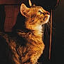 Chien a rejoint le concours — aidez-le/la à gagner de superbes lots ! cat, tabby, animal, pet, feline, whiskers, profile, side_view, fur, green_eyes, chair, wood, indoor, portrait, warm_light, shadow, domestic_animal, cute, looking_up, mammal