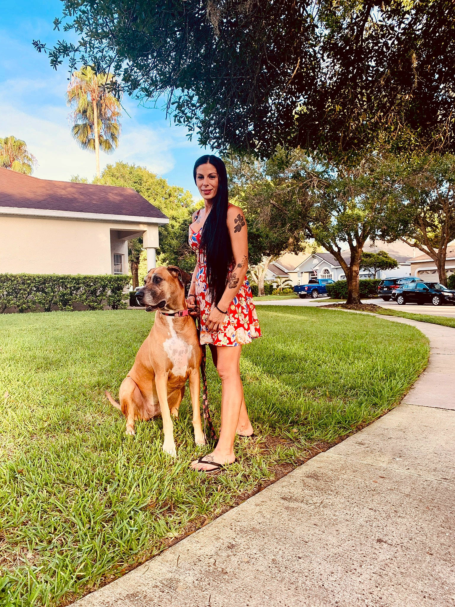Heralee joined the competition — help win amazing prizes! beauty, canidae, carnivore, dog, dog_breed, dog_walking, dress, fashion, fawn, grass, leg, photography, plant, snapshot, sporting_group, street_fashion, summer, tree, vacation, yellow