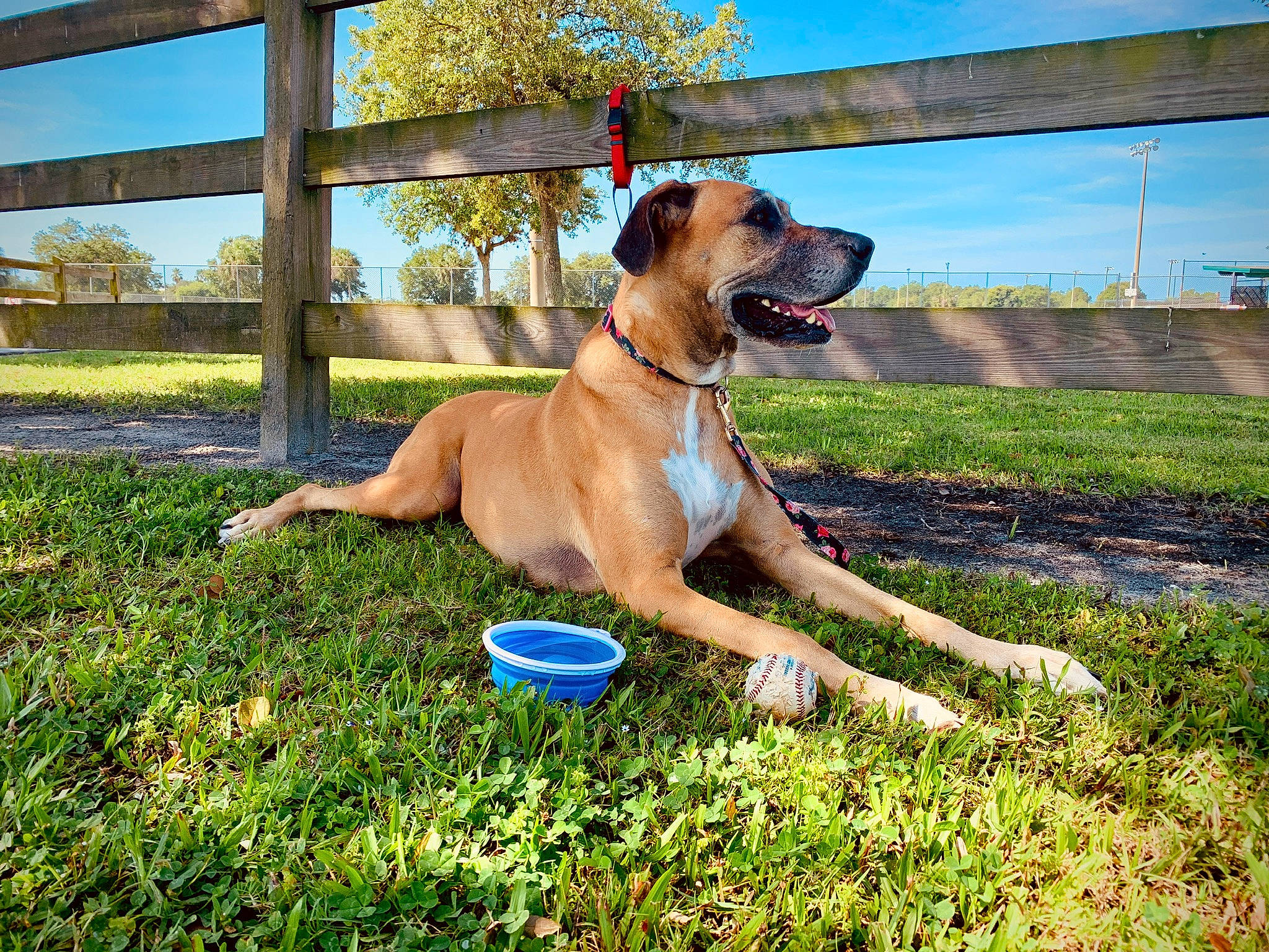 Heralee is registered to the contest to win money with this photo: black_mouth_cur, boerboel, broholmer, bullmastiff, canidae, carnivore, collar, dog, dog_breed, dog_collar, fawn, great_dane, guard_dog, mammal, molosser, rare_breed_dog, tosa, vertebrate, working_dog