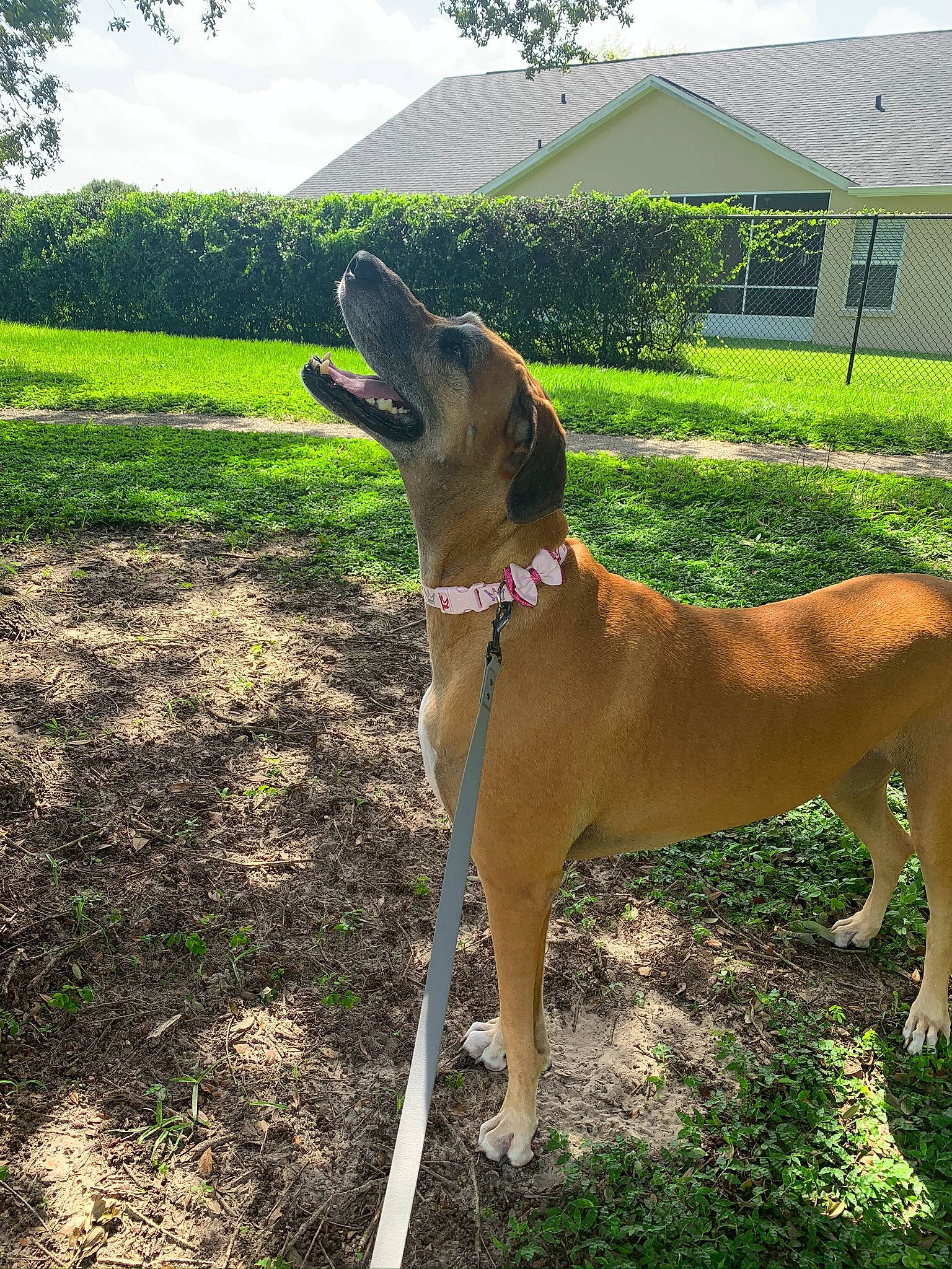Heralee joined the competition — help win amazing prizes! anatolian_shepherd_dog, black_mouth_cur, boerboel, broholmer, canidae, carnivore, dog, dog_breed, fawn, fila_brasileiro, grass, guard_dog, mammal, rare_breed_dog, rhodesian_ridgeback, sporting_group, tosa, vertebrate, working_dog