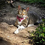 Abbey joined the competition — help win amazing prizes! alert, animal, bow_tie, cat, collar, cute, dirt, ears, feline, greenery, ground, nature, outdoor, paws, pet, relaxed, shade, sunlight, tabby, whiskers