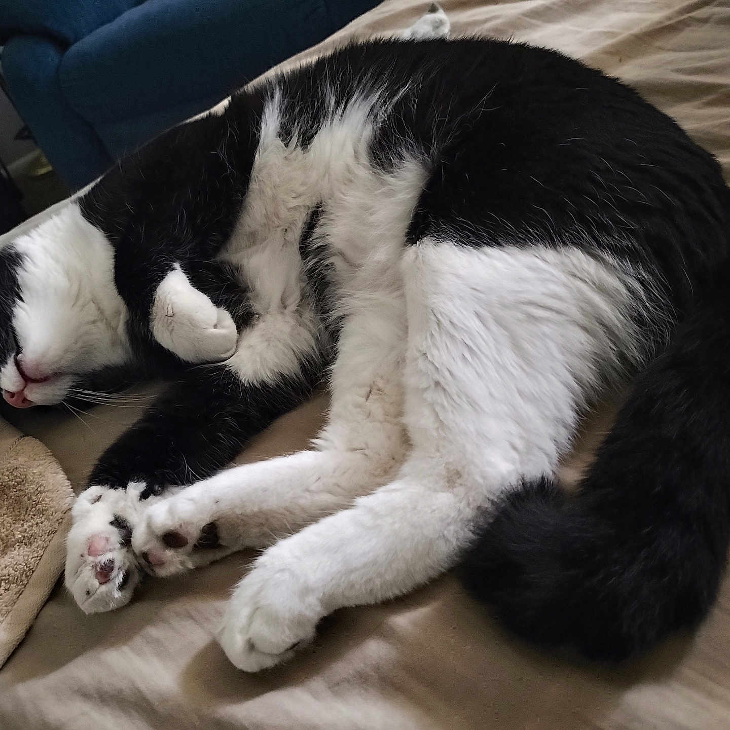 Eight Ball is registered to the contest to win money with this photo: animal, bed, black_and_white, cat, cozy, curled_up, cute, domestic, feline, fur, indoor, paws, pet, relaxed, resting, sleeping, soft, tail, towel, whiskers