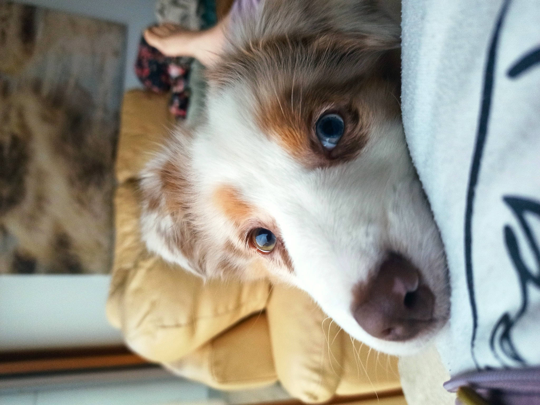 Lady Watson a rejoint le concours — aidez-le/la à gagner de superbes lots ! canidae, canis, carnivore, companion_dog, dog, dog_breed, domestic_short_haired_cat, fawn, felidae, fur, paw, pomeranian, puppy, small_to_medium_sized_cats, sporting_group, whiskers, wildlife, wood, working_animal