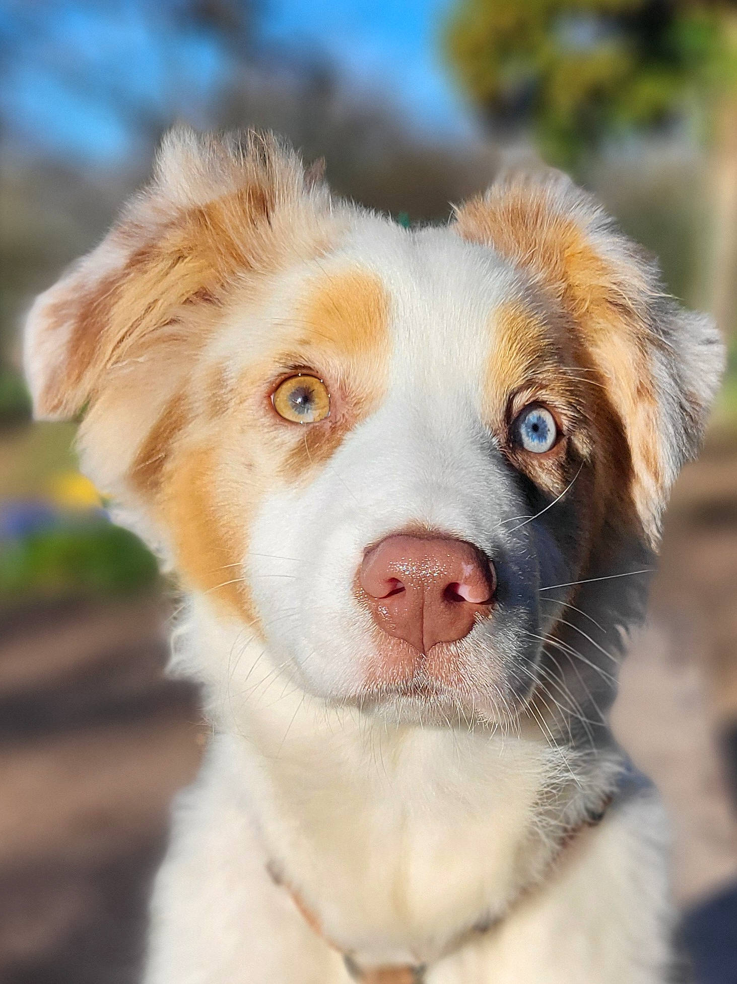Lady Watson a rejoint le concours — aidez-le/la à gagner de superbes lots ! australian_collie, australian_shepherd, canidae, carnivore, companion_dog, dog, dog_breed, fawn, fur, grass, herding_dog, liver, plant, puppy, sporting_group, street_dog, terrestrial_animal, whiskers, working_dog