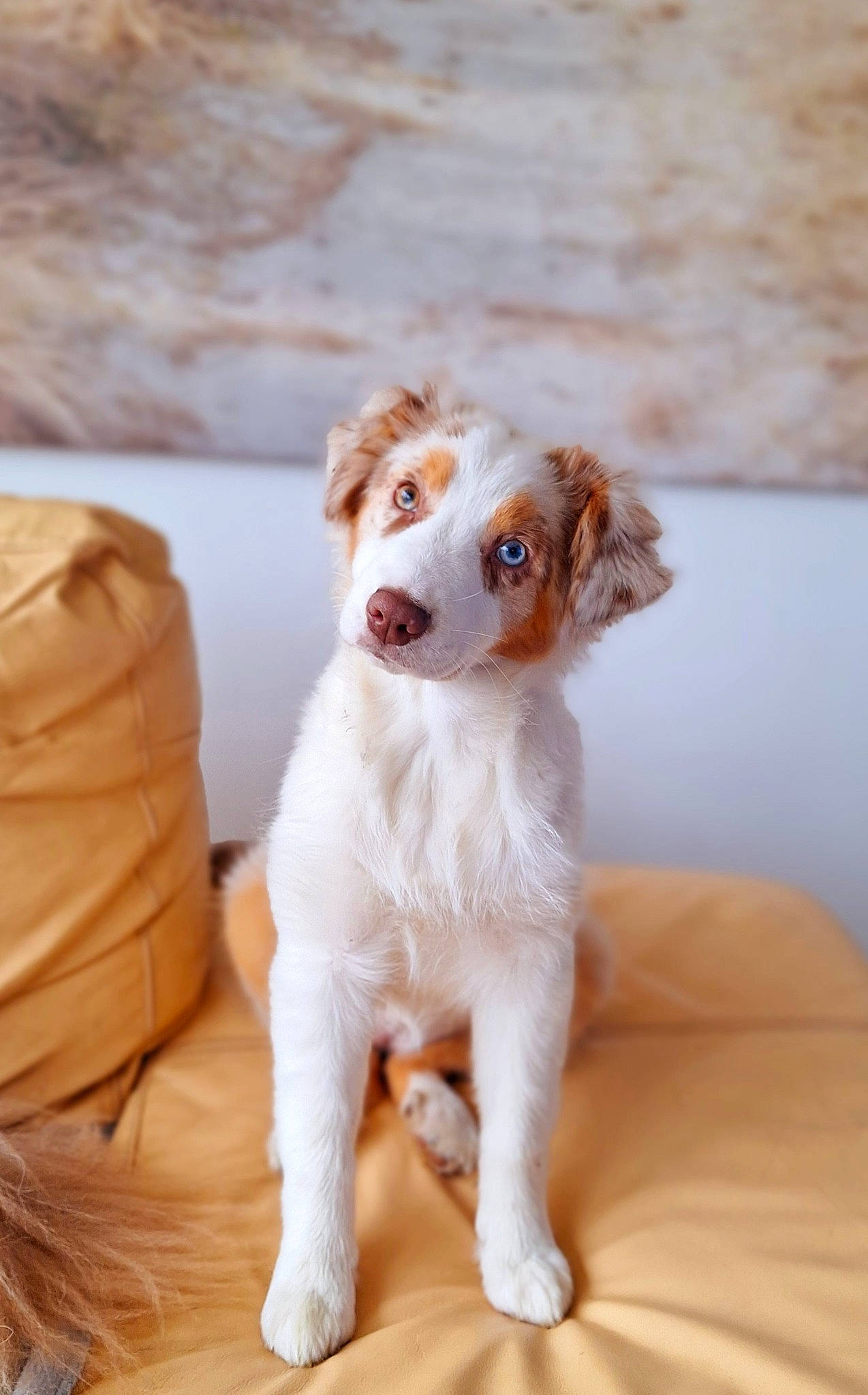 Lady Watson a rejoint le concours — aidez-le/la à gagner de superbes lots ! carnivore, companion_dog, dog, dog_breed, fawn, fur, gun_dog, liver, wood, working_animal