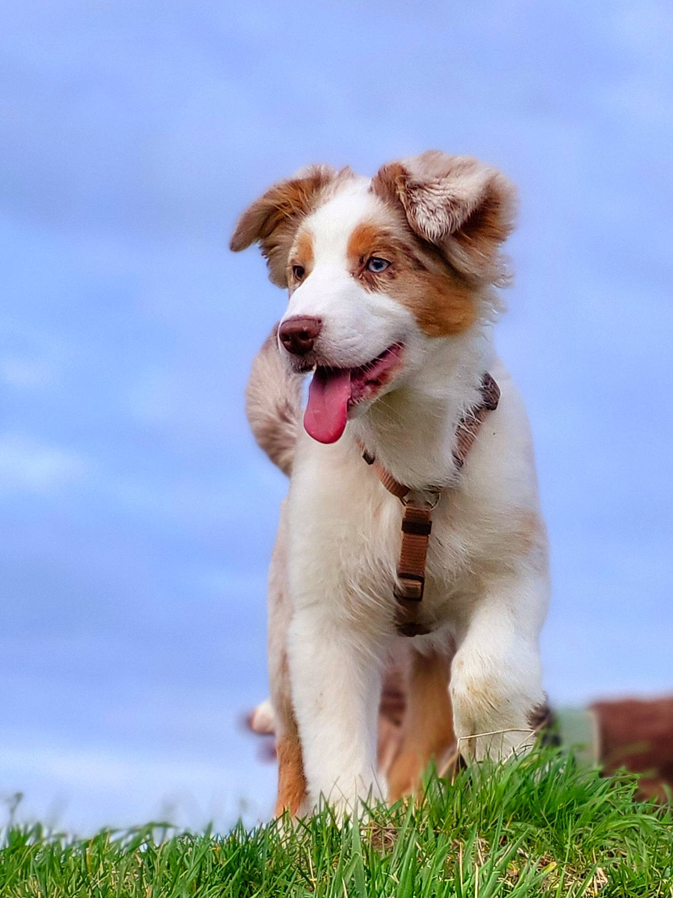 Lady Watson a rejoint le concours — aidez-le/la à gagner de superbes lots ! brittany, canidae, carnivore, companion_dog, dog, dog_breed, dog_supply, fang, fawn, grass, gun_dog, hunting_dog, liver, plant, snout, sporting_group, working_dog