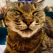 Luna joined the competition — help win amazing prizes! cat, tabby_cat, close_up, portrait, face, whiskers, nose, fur, sleeping, eyes_closed, pet, indoor, cozy, soft_lighting, muzzle, chin, nap, domestic_animal, feline, relaxed