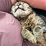 cat, tabby_cat, feline, whiskers, paw, sleeping, nap, cozy, fur, nose, close_up, portrait, pet, relaxing, blanket, sheet, arm, skin, indoor, soft_texture