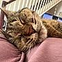 Luna joined the competition — help win amazing prizes! cat, tabby_cat, sleeping, close_up, whiskers, nose, fur, pet, indoor, pillow, blanket, head, ears, portrait, relaxing, home_interior, furniture, monitor, picture_frame, cozy