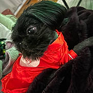 Juni is registered to the contest to win money with this photo: dog, black_dog, pet, small_dog, clothing, red_outfit, blanket, indoor, furniture, cozy, cute, animal, companion, fur, bedroom, relaxing, looking_away, soft_texture, home, domestic