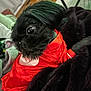 dog, black_dog, pet, small_dog, clothing, red_outfit, blanket, indoor, furniture, cozy, cute, animal, companion, fur, bedroom, relaxing, looking_away, soft_texture, home, domestic