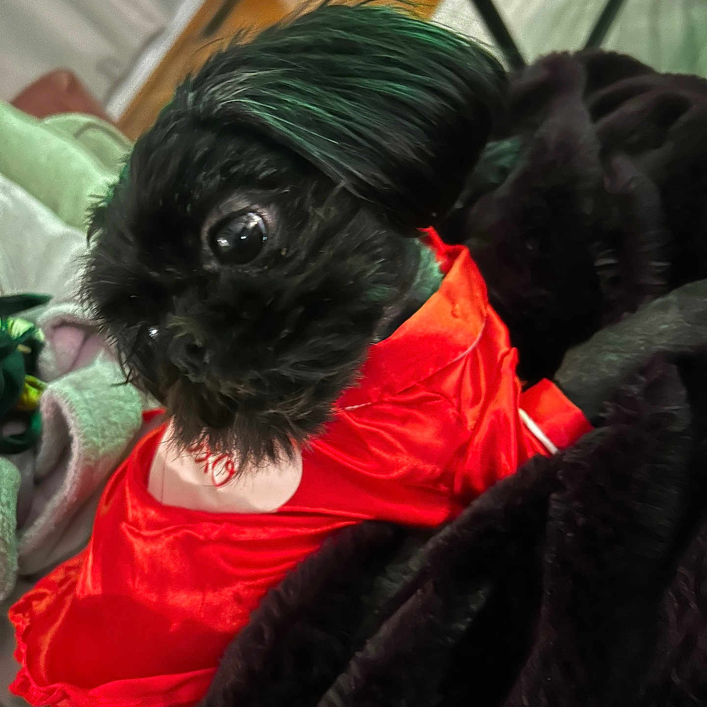 Juni is registered to the contest to win money with this photo: animal, bedroom, black_dog, blanket, clothing, companion, cozy, cute, dog, domestic, fur, furniture, home, indoor, looking_away, pet, red_outfit, relaxing, small_dog, soft_texture