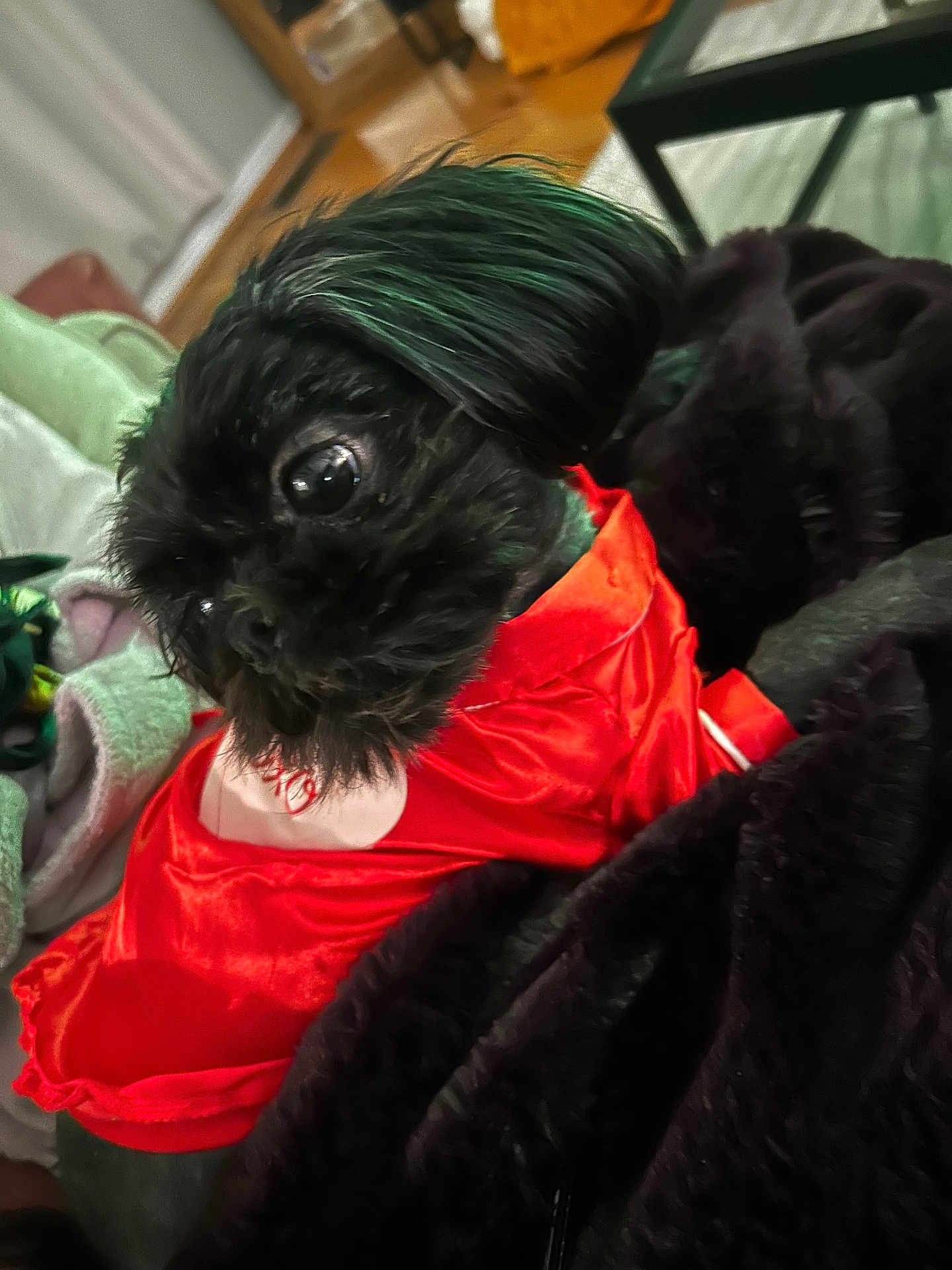 Juni is registered to the contest to win money with this photo: dog, black_dog, pet, small_dog, clothing, red_outfit, blanket, indoor, furniture, cozy, cute, animal, companion, fur, bedroom, relaxing, looking_away, soft_texture, home, domestic