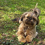 Vanille participe au concours pour gagner de l'argent avec cette photo : animal, collar, cute, daylight, dog, fluffy, fur, grass, greenery, ground, leaf, nature, outdoor, paw, pet, playful, portrait, relaxed, small_dog, topknot