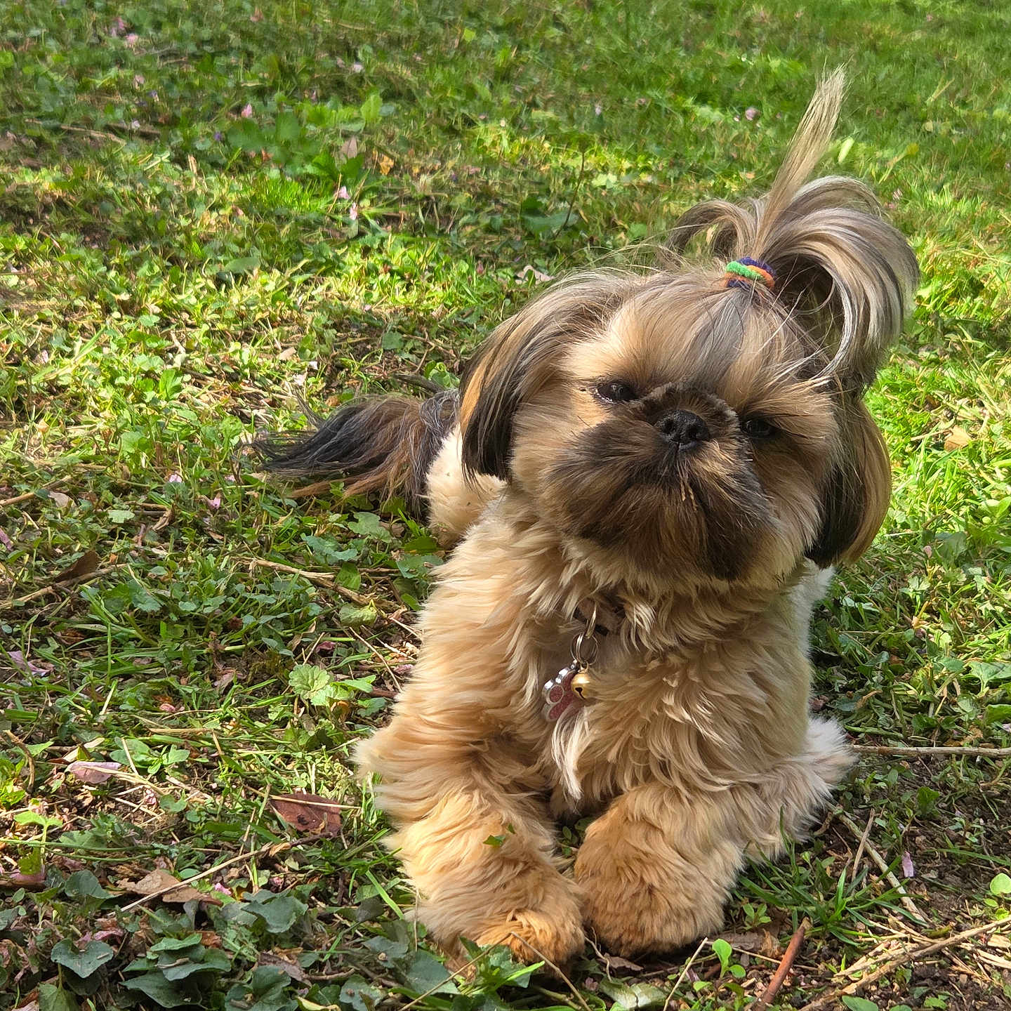 Vanille