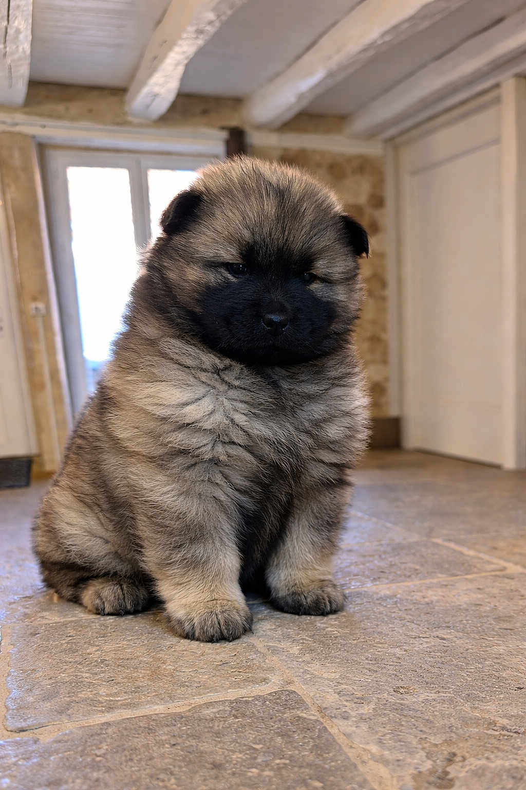 A'Volka participe au concours pour gagner de l'argent avec cette photo : puppy, dog, indoor, floor, stone_tile, fluffy, cute, pet, animal, fur, young, small, brown, black_face, sitting, room, window, door, beam, rustic