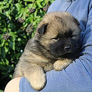 A'Volka a rejoint le concours — aidez-le/la à gagner de superbes lots ! puppy, dog, animal, fur, cute, pet, young, brown, black, face, portrait, outdoor, person, arm, clothing, blue, nature, leaf, plant, comfort