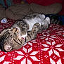Ace joined the competition — help win amazing prizes! animal, bed, blanket, cat, cozy, cute, domestic, fur, fur_pattern, indoor, pattern, pet, red, relaxed, resting, sleeping, soft_toy, tabby, whiskers, white