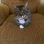 Ace is registered to the contest to win money with this photo: animal, armchair, brown, cat, chair, cozy, domestic_cat, feline, fur, furniture, indoor, looking_at_camera, paws, pet, relaxed, sitting, soft, tabby_cat, whiskers, white