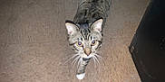 Ace is registered to the contest to win money with this photo: animal, black_stripes, brown, cat, collar, curious, dinosaur_toy, ears, eyes, floor, indoor, pet, plush_toy, tabby_cat, tail, tile_floor, toy, walking, whiskers, white_paw
