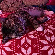 Ace is registered to the contest to win money with this photo: animal, bedroom, blanket, cat, cozy, feline, fur, indoor, patterned_blanket, paw, pet, plush_toy, red, relaxed, resting, sleeping, soft_toy, tabby_cat, whiskers, white