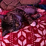 animal, bedroom, blanket, cat, cozy, feline, fur, indoor, patterned_blanket, paw, pet, plush_toy, red, relaxed, resting, sleeping, soft_toy, tabby_cat, whiskers, white