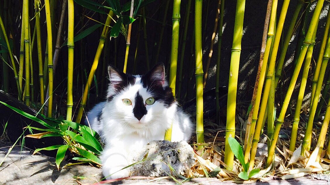 Donuts a rejoint le concours — aidez-le/la à gagner de superbes lots ! aegean_cat, carnivore, cat, domestic_long_haired_cat, domestic_short_haired_cat, eye, felidae, grass, grass_family, leaf, norwegian_forest_cat, plant, small_to_medium_sized_cats, tree, whiskers, wildlife