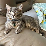 Prince joined the competition — help win amazing prizes! animal, bell, blanket, cat, collar, comfortable, couch, domestic, feline, fur, gray_tabby, home, indoor, leather, paw, pet, relaxed, resting, whiskers, yellow_eyes