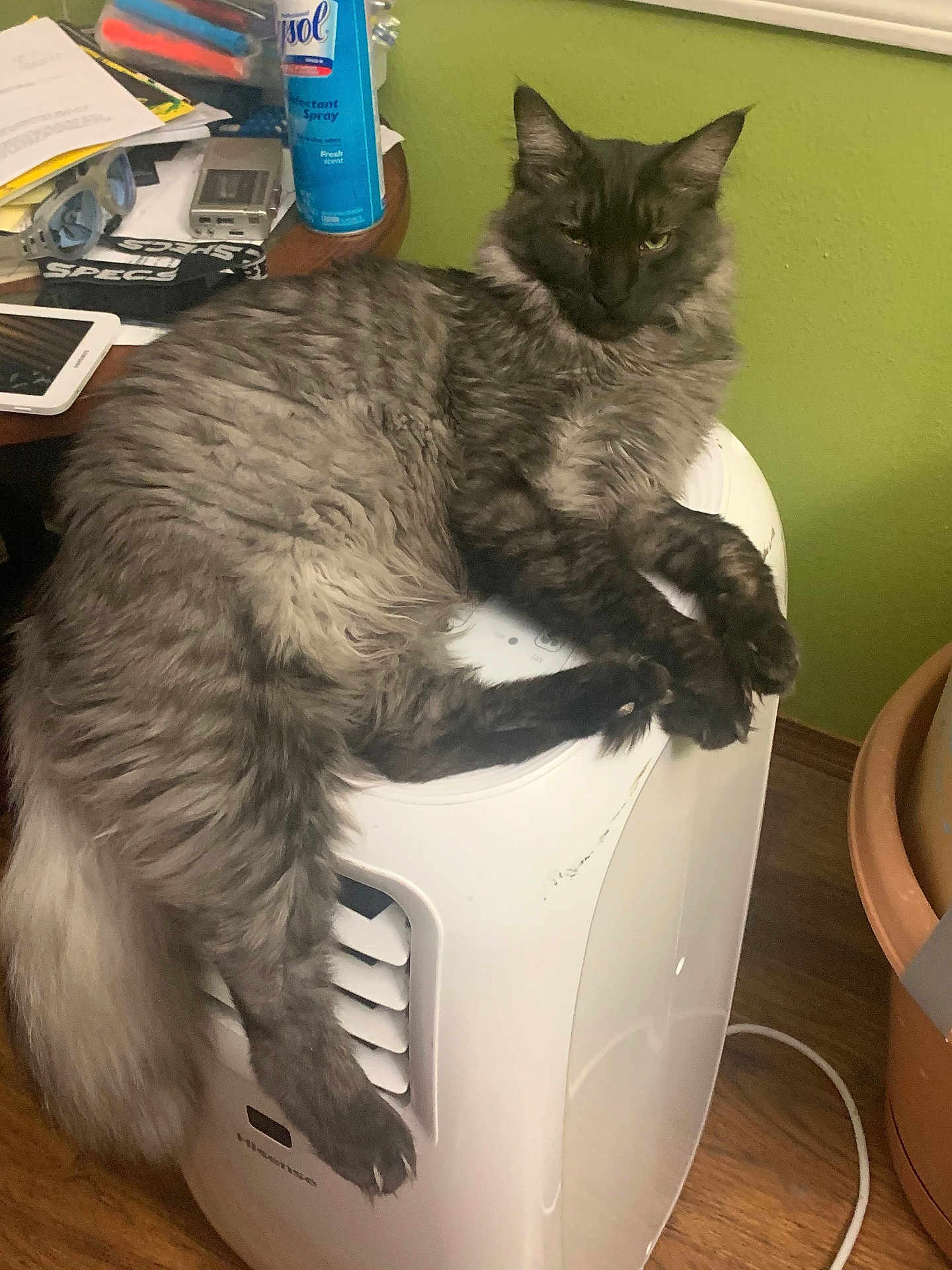 Panda is registered to the contest to win money with this photo: cat, gray_cat, fluffy_cat, pet, indoor, air_conditioner, disinfectant_spray, wooden_floor, wooden_table, papers, clutter, green_wall, relaxed, lying_down, fur, tail, feline, domestic_animal, home_interior, electronics