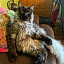 Panda joined the competition — help win amazing prizes! cat, fluffy, indoor, couch, relaxed, yellow_eyes, sitting, furniture, pillow, brown, wooden_door, patterned, colorful, pet, animal, fur, tail, looking, cozy, home