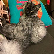 Panda joined the competition — help win amazing prizes! cat, fluffy, gray, couch, pillow, indoor, pet, feline, relaxed, fur, yellow_eyes, decor, colorful, patterned_pillow, cozy, animal, domestic, looking, resting, curious