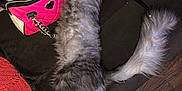 Panda is registered to the contest to win money with this photo: cat, couch, cozy, fluffy, fur, furniture, gray, handbag, indoor, knitted_blanket, orange, pet, pink, relaxed, sleeping, stars, stretched_out, wallet, white, wooden_floor