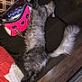 Panda is registered to the contest to win money with this photo: cat, fluffy, gray, stretched_out, couch, handbag, pink, wallet, stars, knitted_blanket, orange, white, wooden_floor, indoor, relaxed, pet, furniture, cozy, fur, sleeping