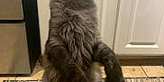Panda is registered to the contest to win money with this photo: cat, fluffy, standing, upright, hind_legs, kitchen, rug, gray, feline, pet, curious, ears, whiskers, floor, cabinet, appliance, domestic, indoor, animal, mammal