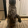 cat, fluffy, standing, upright, hind_legs, kitchen, rug, gray, feline, pet, curious, ears, whiskers, floor, cabinet, appliance, domestic, indoor, animal, mammal