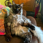 Panda is registered to the contest to win money with this photo: animal, cat, couch, cozy, cute, domestic, feline, fluffy, fur, home, indoor, living_room, long_hair, pet, pillow, portrait, relaxed, sitting, wooden_door, yellow_eyes