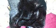 Mittens joined the competition — help win amazing prizes!