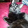 Mittens joined the competition — help win amazing prizes!