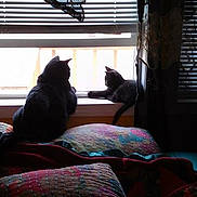 Mittens is registered to the contest to win money with this photo: